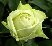 Роза Грин Даймонд миниатюрная (Золотая сотка Алтая)