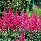 Астильба Мэгги Дейли китайская 1шт (ПОИСК)