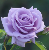 Роза Голубой Нил чайно-гибридная (Татарстан Розариум)