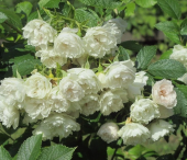 Роза Уайт Гротендорст ругоза (Золотая сотка Алтая)