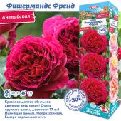 Роза Фишермандс Френд английская (Сиб сад)