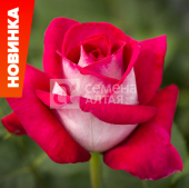 Роза Таис чайно-гибридная (Барнаул)