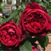 Роза Адмирал чайно-гибридная (Золотая сотка Алтая)