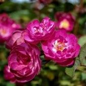 Роза Сибелиус мускусная (Золотая сотка Алтая)