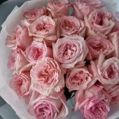 Роза Пинк Охара чайно-гибридная (Золотая сотка Алтая)