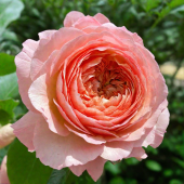 Роза Салманасар чайно-гибридная (Садовита)