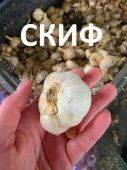 Чеснок озимый Скиф 1кг +/-10% калибр 40-50 1/3/10 (Омск)