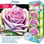 Роза Тиара чайно-гибридная (Сиб сад)