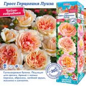 Роза Гросс Герцогиня Луиза чайно-гибридная (Сиб сад)