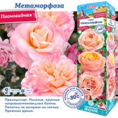 Роза Метаморфоза пионовидная (Сиб сад)