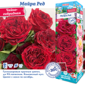 Роза Майра Ред чайно-гибридная (Сиб сад)