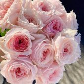 Роза Тсумуги чайно-гибридная (Татарстан Розариум)