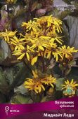 Бузульник зубчатый Миднайт Леди (ПОИСК)