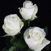 Роза Прауд чайно-гибридная ЭКОНОМ (Барнаул)