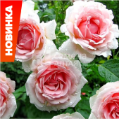 Роза Баллада флорибунда (Барнаул)