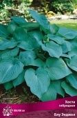 Хоста Блу Энджел гибридная (ПОИСК)