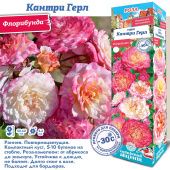 Роза Кантри Герл флорибунда (Сиб сад)