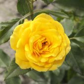 Роза Сан сити Спрей (Садовита)