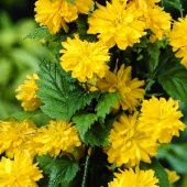 Керрия японская Пленифлора P9 туб. (КолорЛайн)