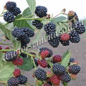 Ежевика Тонфри (ПОИСК)