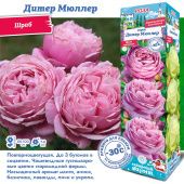 Роза Дитер Мюллер шраб (Сиб сад)