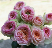 Роза Пинк Гарден дфр26 чайно-гибридная (Золотая сотка Алтая)