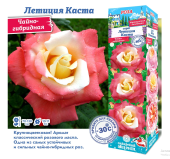 Роза Летиция Каста чайно-гибридная (Сиб сад)