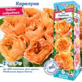Роза Каралуна чайно-гибридная (Сиб сад)
