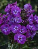 Флокс Адинда метельчатый (ПОИСК)