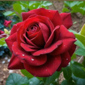 Роза Бургунд 81 чайно-гибридная ЭКОНОМ (Барнаул)