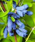 Жимолость съедобная Дочь Великана (ПОИСК)