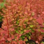 Барбарис Тунберга Ориндж Рокет (ПОИСК)