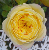 Роза Кассандра чайно-гибридная (Золотая сотка Алтая)