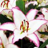 Лилия Зе Эдж 5шт (КолорЛайн)