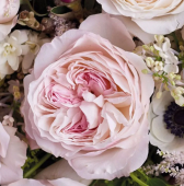 Роза Кейра английская (Барнаул)