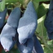 Жимолость съедобная Лебедушка  (ПОИСК)