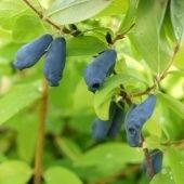 Жимолость съедобная Сибирячка (ПОИСК)