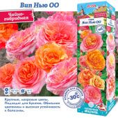 Роза Вип Нью ОО чайно-гибридная (Сиб сад)