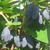 Жимолость съедобная Уссульга (ПОИСК)