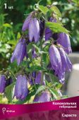 Колокольчик гибридный Сарасто (ПОИСК)