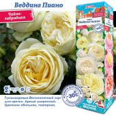 Роза Веддинг Пиано чайно-гибридная (Сиб сад)