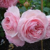 Роза Мария Терезия Флорибунда (Садовита)