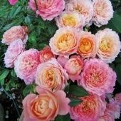 Роза Бриоза флорибунда (Золотая сотка Алтая)