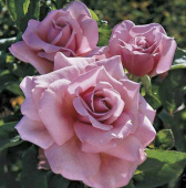 Роза Парфюм де Либерти чайно-гибридная (Золотая сотка Алтая)