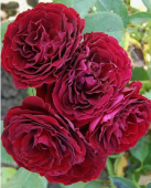 Роза Ред Сенсейшн спрей (Золотая сотка Алтая)