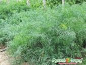 Укроп Кустовое Чудо 2г (НК)