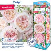 Роза Кейра английская (Сиб сад)