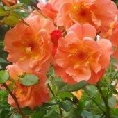 Роза Вестерленд шраб (Золотая сотка Алтая)