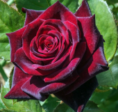 Роза Фиджа Негро чайно-гибридная ЭКОНОМ (Барнаул)