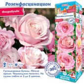 Роза Розенфасцинацион флорибунда (Сиб сад)